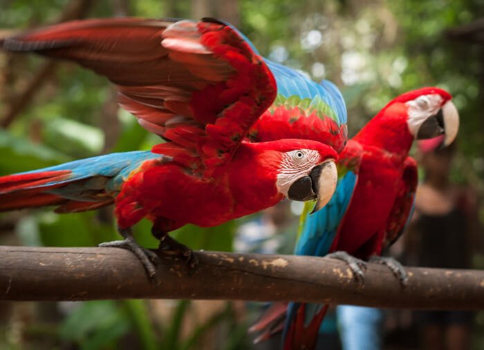 Parque-de-las-Aves-Iguazu