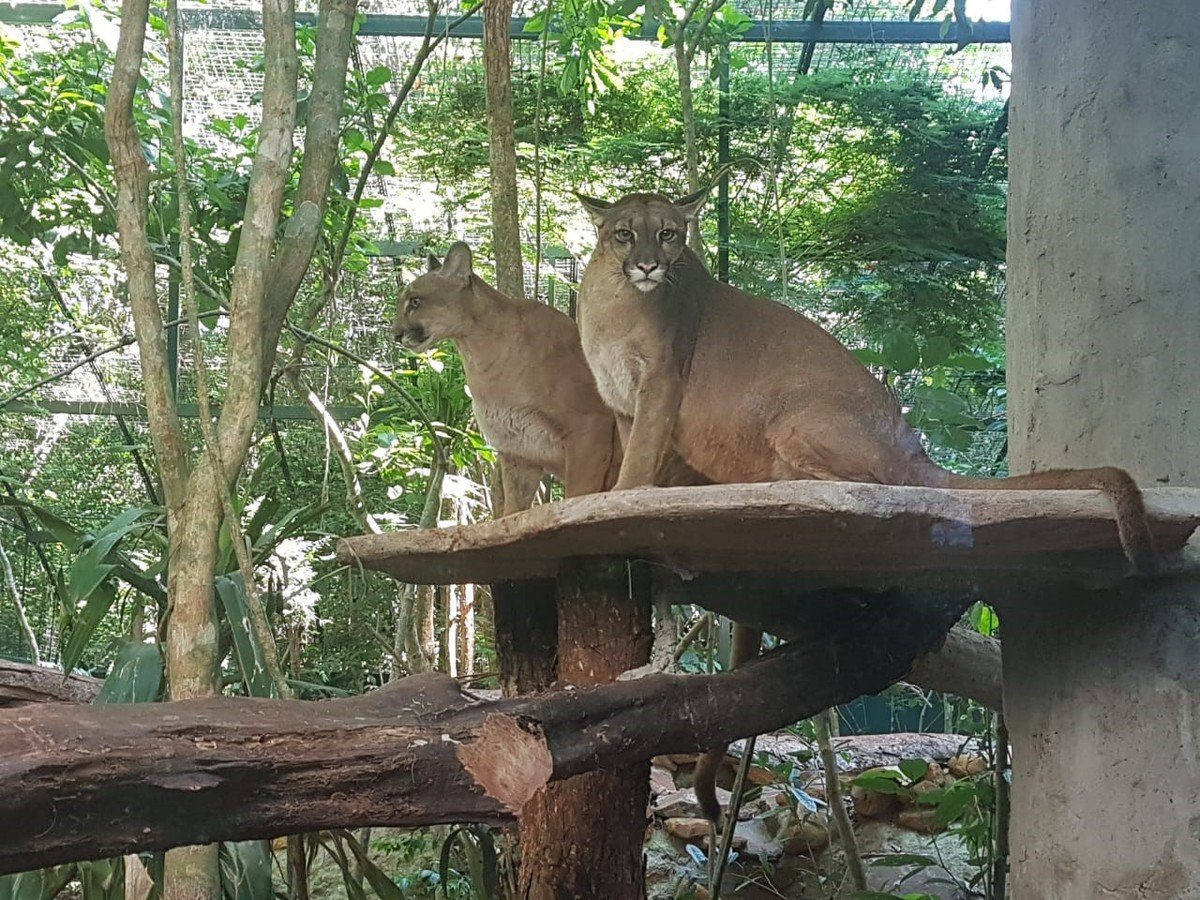 Guira Oga Jaguar