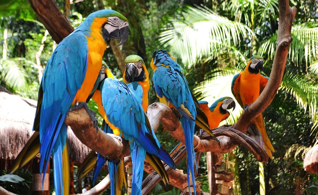 parque de aves en brasil